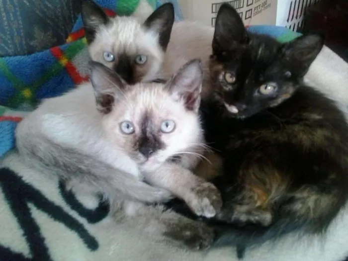 Gato raça Vira lata  idade 2 a 6 meses nome Não tem 