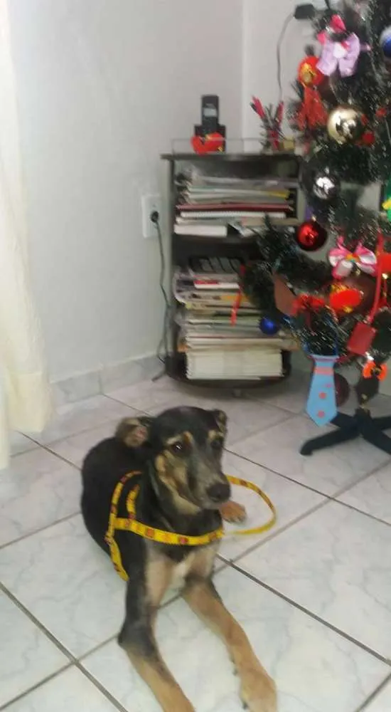 Cachorro ra a SRD idade 2 a 6 meses nome SEM NOME