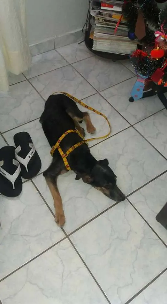 Cachorro ra a SRD idade 2 a 6 meses nome SEM NOME