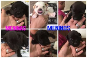 Cachorro raça Sem Raça definida idade Abaixo de 2 meses nome Sem Nome