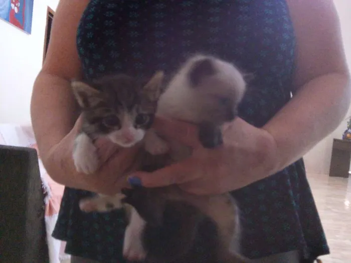 Gato ra a ?? idade Abaixo de 2 meses nome Sem nome