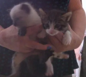 Gato raça ?? idade Abaixo de 2 meses nome Sem nome