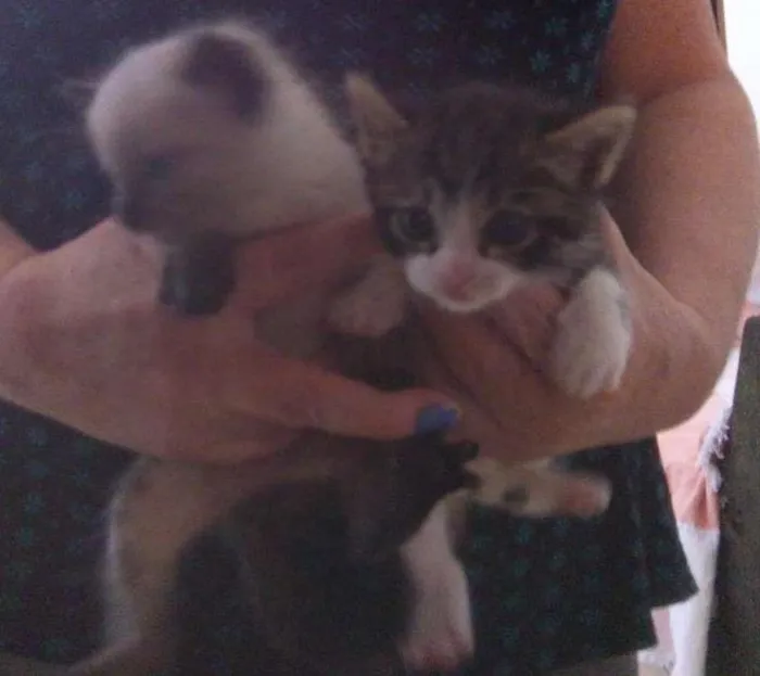 Gato ra a ?? idade Abaixo de 2 meses nome Sem nome