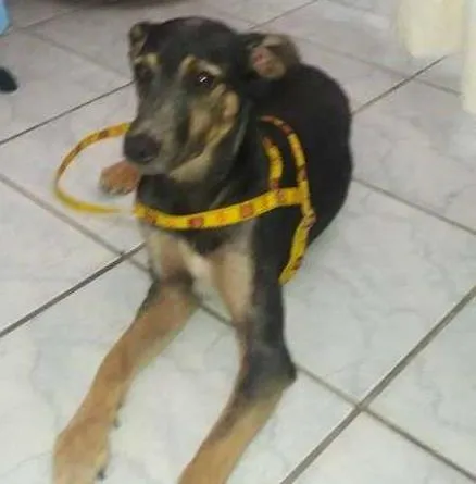 Cachorro ra a SRD idade 2 a 6 meses nome SEM NOME