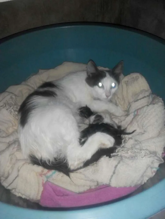 Gato ra a  idade 7 a 11 meses nome princesa