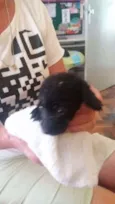 Peludinhos