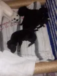 Peludinhos
