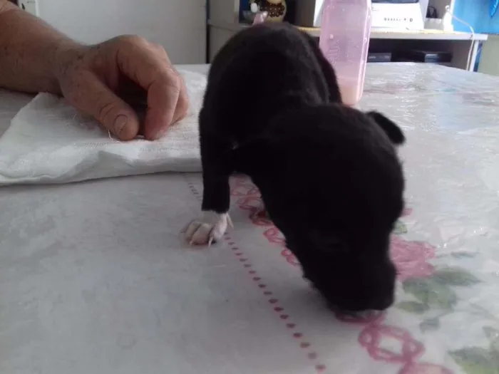 Cachorro ra a SRD idade Abaixo de 2 meses nome Peludinhos