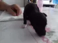 Peludinhos