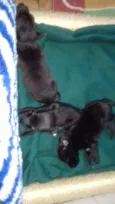 Peludinhos