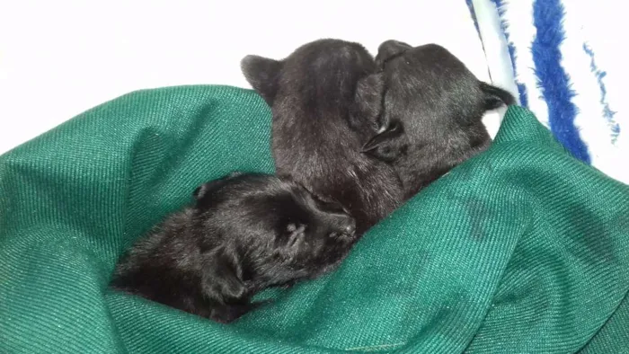 Cachorro ra a SRD idade Abaixo de 2 meses nome Peludinhos