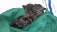 Peludinhos