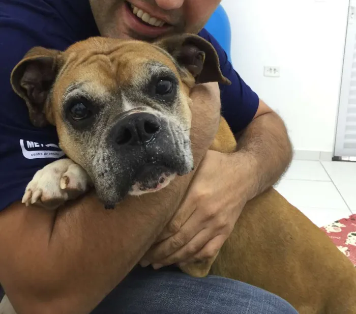 Cachorro ra a boxer idade 6 ou mais anos nome Babalú