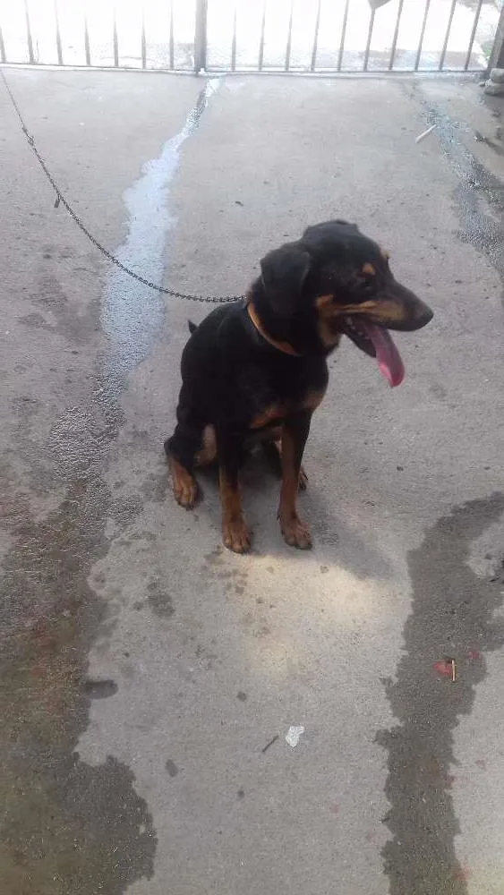 Cachorro ra a Raca nao definida idade 7 a 11 meses nome Bruce