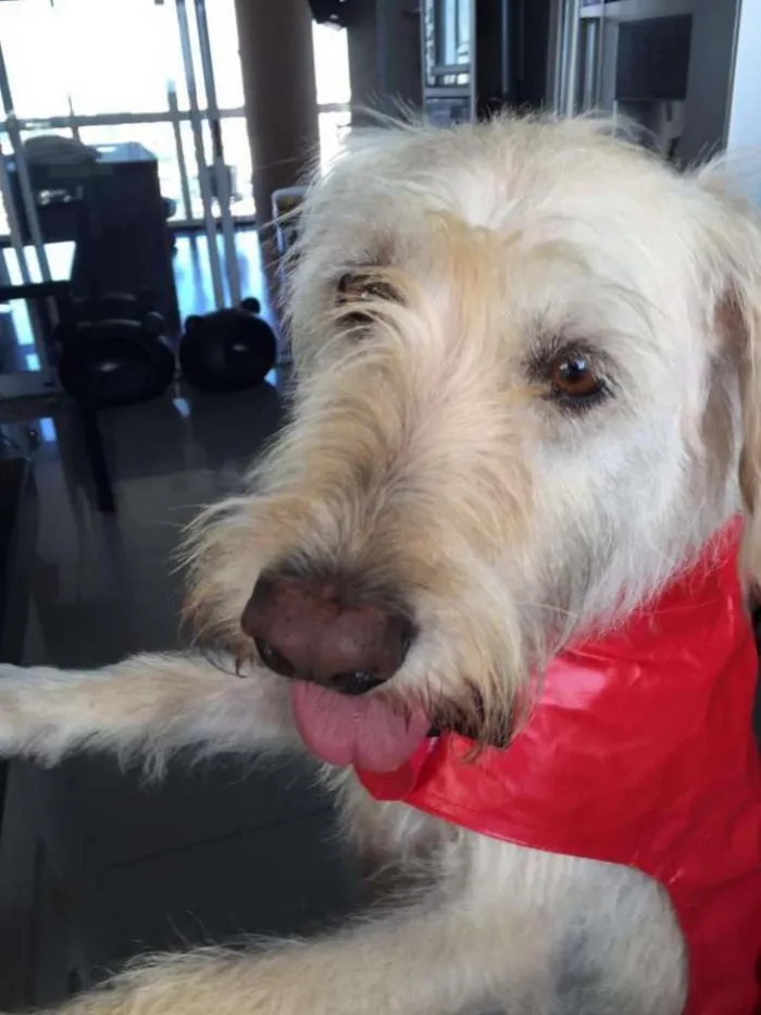 Cachorro ra a SRD idade 2 anos nome CLARA
