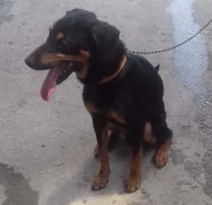 Cachorro raça Raca nao definida idade 7 a 11 meses nome Bruce