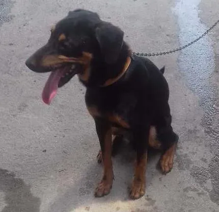 Cachorro ra a Raca nao definida idade 7 a 11 meses nome Bruce