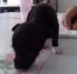 Cachorro raça SRD idade Abaixo de 2 meses nome Peludinhos