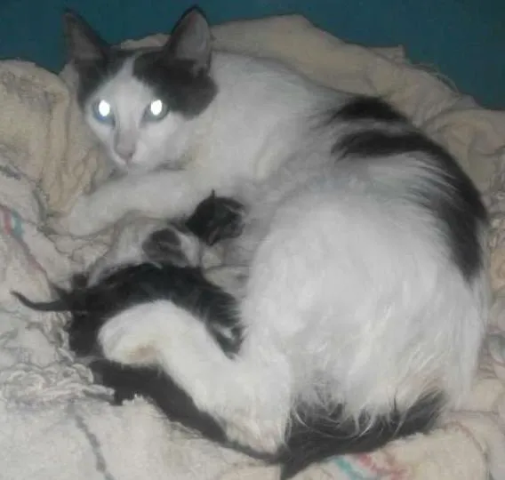 Gato ra a  idade 7 a 11 meses nome princesa
