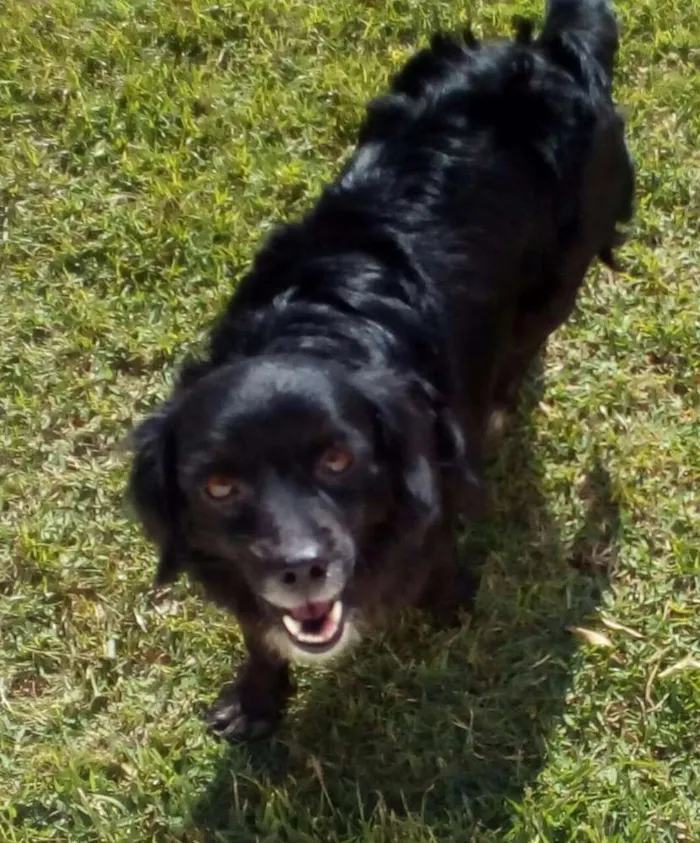 Cachorro ra a Viralata idade 3 anos nome Brisa