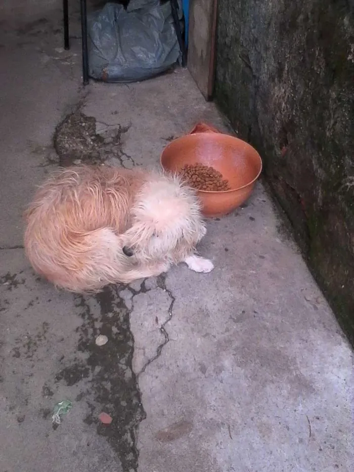 Cachorro raça viralata idade 2 anos nome Luna