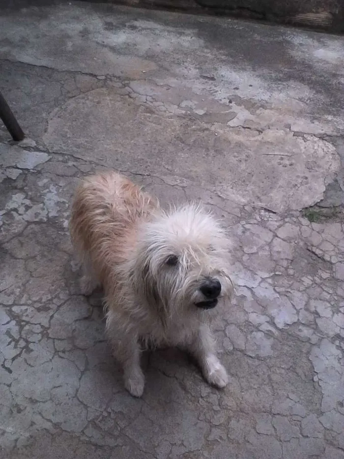 Cachorro raça viralata idade 2 anos nome Luna
