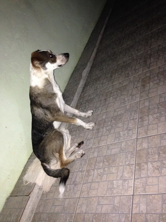 Cachorro raça Srd  idade 7 a 11 meses nome Thor 