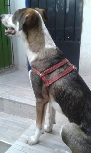 Cachorro raça Srd  idade 7 a 11 meses nome Thor 