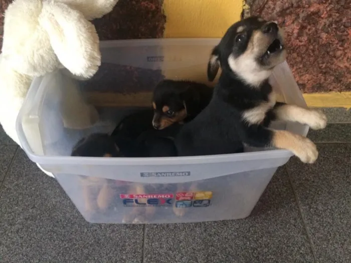 Cachorro ra a Sem raça definida idade Abaixo de 2 meses nome Sem nome