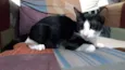 Felix