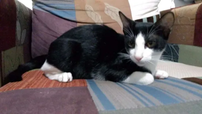 Gato raça Srd idade 2 a 6 meses nome Felix