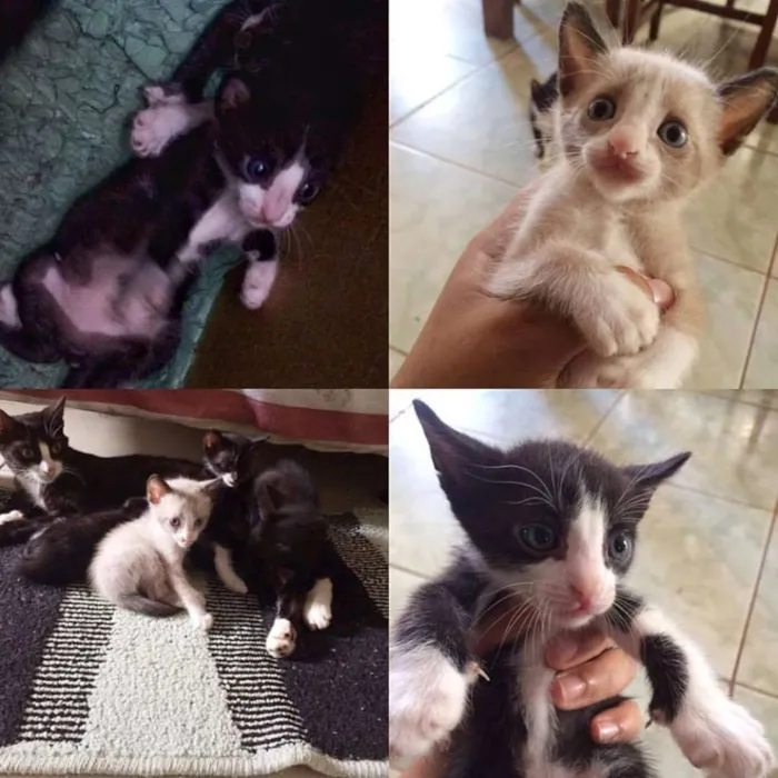 Gato ra a mista idade Abaixo de 2 meses nome ADOTE