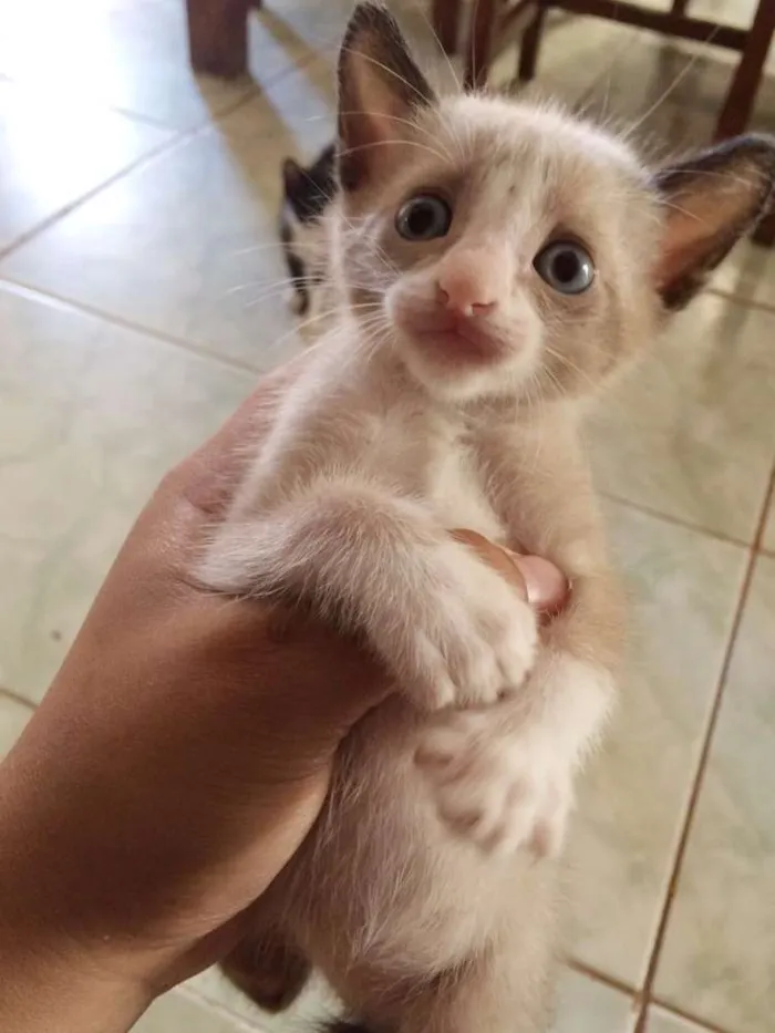 Gato ra a mista idade Abaixo de 2 meses nome ADOTE