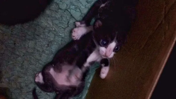 Gato ra a mista idade Abaixo de 2 meses nome ADOTE