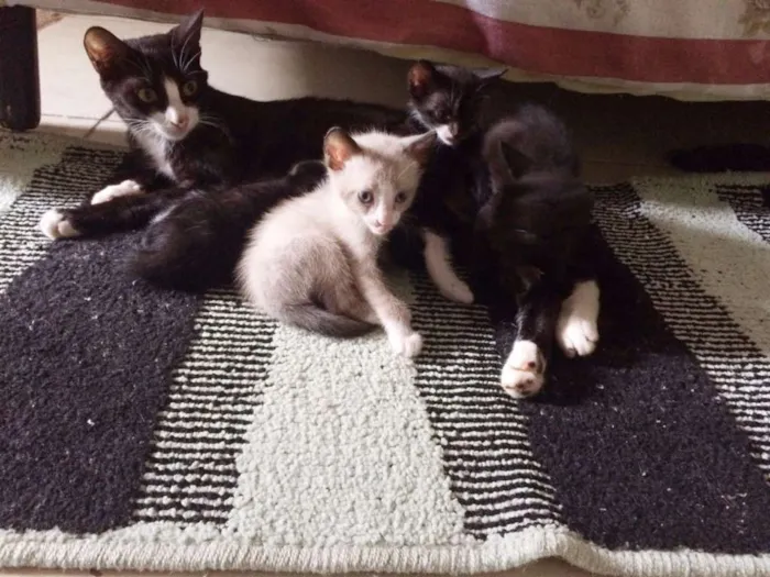 Gato ra a mista idade Abaixo de 2 meses nome ADOTE