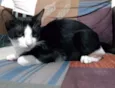 Felix