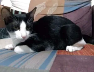 Gato raça Srd idade 2 a 6 meses nome Felix