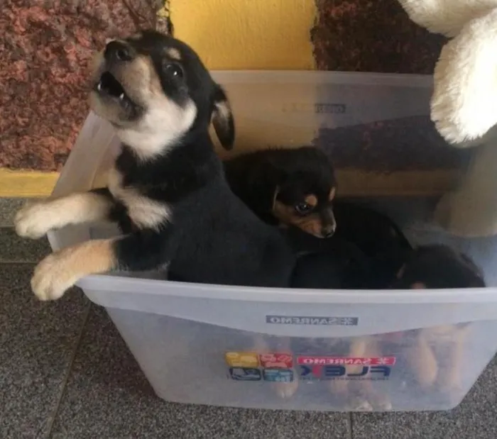 Cachorro ra a Sem raça definida idade Abaixo de 2 meses nome Sem nome