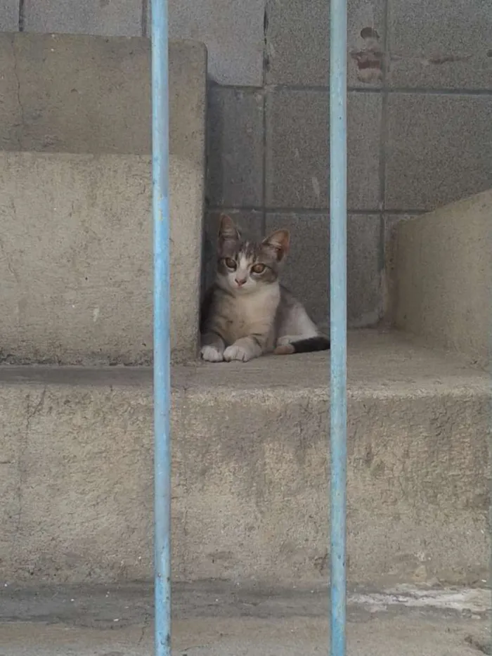 Gato raça RND idade 2 a 6 meses nome Nâo definido