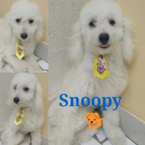 Cachorro raça Poodle idade 7 a 11 meses nome Snoopy