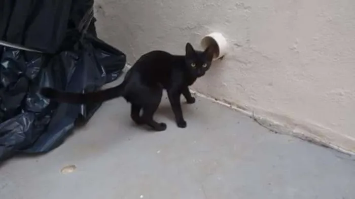 Gato raça SRD idade 2 a 6 meses nome Julieta