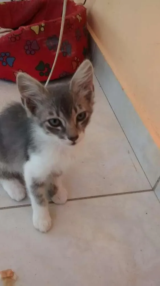 Gato raça vira lata idade 2 a 6 meses nome Belinha