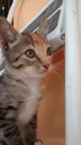 Aninha