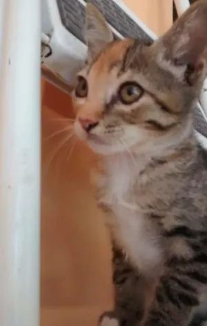 Gato raça vira lata idade 2 a 6 meses nome Aninha