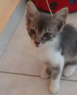Gato raça vira lata idade 2 a 6 meses nome Belinha