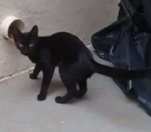 Gato raça SRD idade 2 a 6 meses nome Julieta