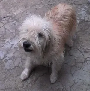 Cachorro raça viralata idade 2 anos nome Luna