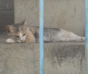 Gato raça RND idade 2 a 6 meses nome Nâo definido