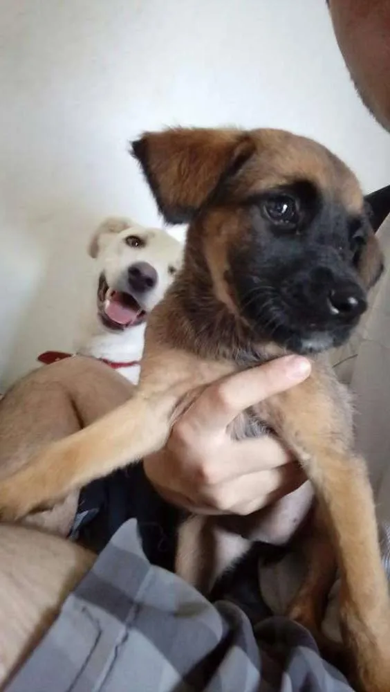 Cachorro raça "Vira Lata" idade Abaixo de 2 meses nome Medrosa