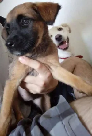 Cachorro raça "Vira Lata" idade Abaixo de 2 meses nome Medrosa